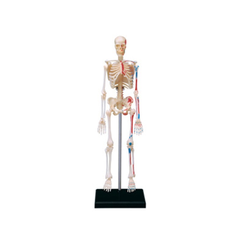 4d มนุษย์ Full Skeleton Anatom - Medical Lab Assistant บทวิจารณ์และราคา