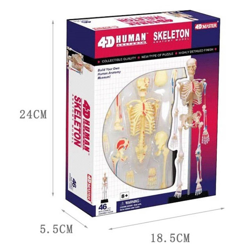 4d มนุษย์ Full Skeleton Anatom - Medical Lab Assistant บทวิจารณ์และราคา