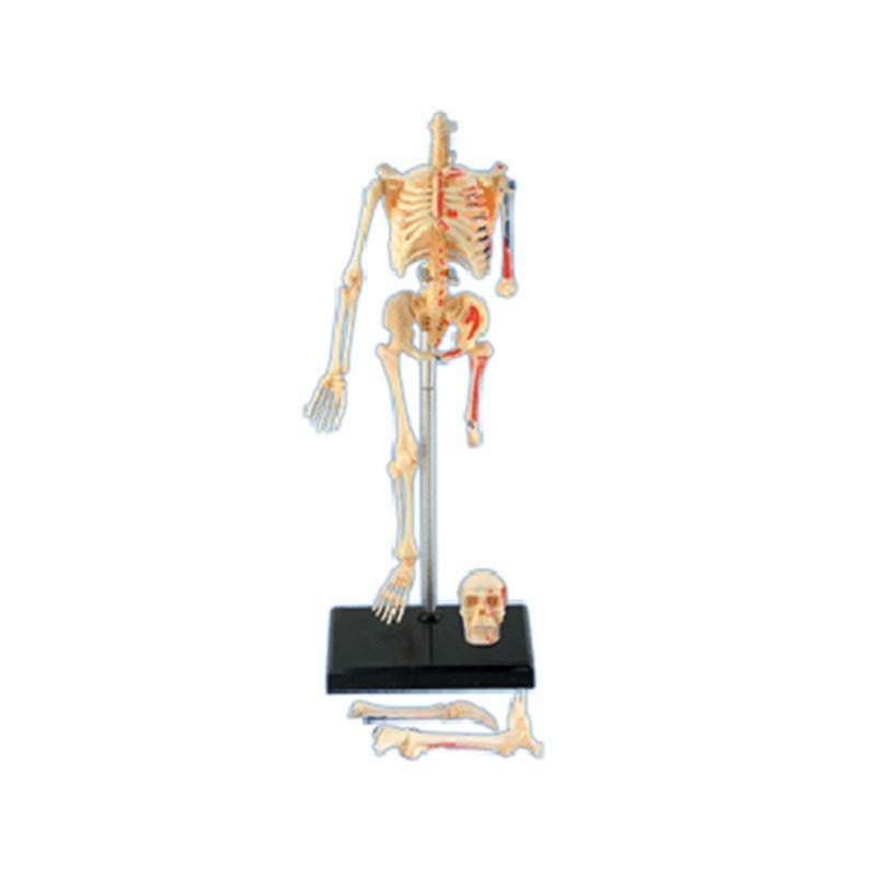 4d มนุษย์ Full Skeleton Anatom - Medical Lab Assistant บทวิจารณ์และราคา