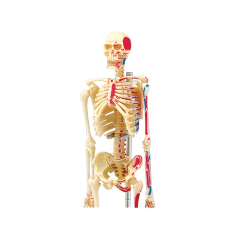 4d มนุษย์ Full Skeleton Anatom - Medical Lab Assistant บทวิจารณ์และราคา